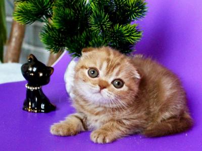 Scottish A Zima - Scottish Fold - Gallery Photo #1