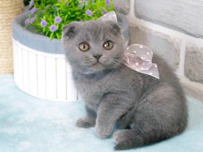 Scottish A Alesia - Scottish Fold - Gallery Photo #1