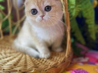 Mishutka Scottish - Scottish Fold - Gallery Photo #1