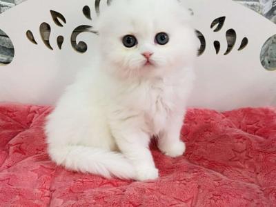 Q Richard Scottish - Scottish Fold - Gallery Photo #1