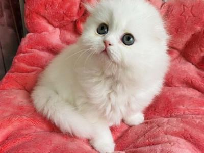 Quistell Scottish - Scottish Fold - Gallery Photo #1