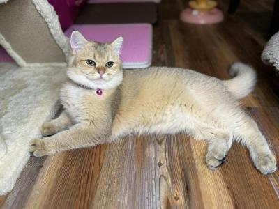 GeGe - British Shorthair - Gallery Photo #1