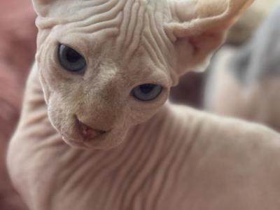 ELF - Sphynx - Gallery Photo #1