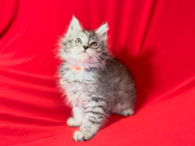 Male Maine Coon - Maine Coon - Gallery Photo #1