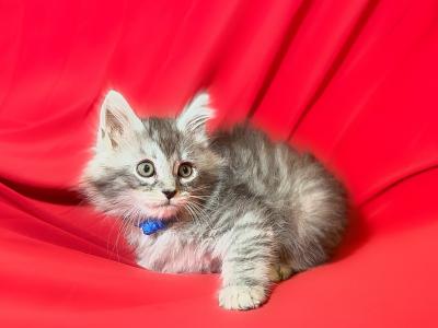 Male Maine Coon Blue Collar - Maine Coon - Gallery Photo #1