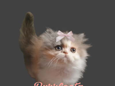 Dilute Calico Persian Kitten - Persian - Gallery Photo #1