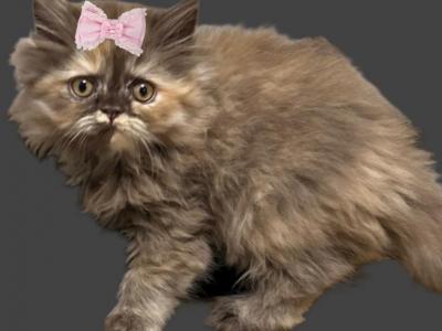 Tica Chocolate Tortie Selkirk Rex - Selkirk Rex - Gallery Photo #1