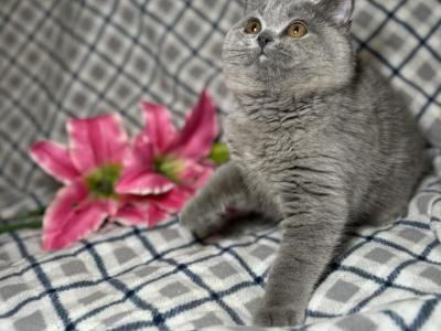 Matilda - British Shorthair - Gallery Photo #1