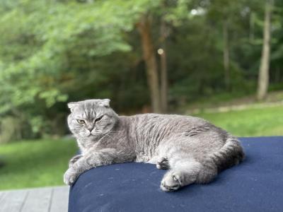 Sebastien - Scottish Fold - Gallery Photo #1