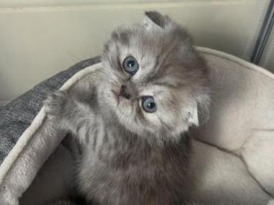 Little Ms Blue Scottish Fold - Scottish Fold - Gallery Photo #1