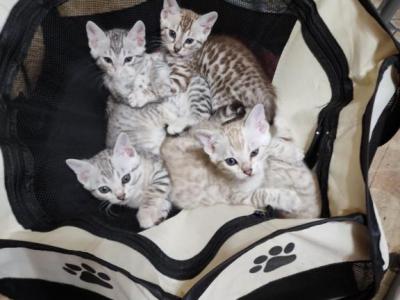 Amazing Bengals Kittens - Bengal - Gallery Photo #1