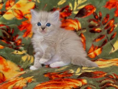 Sweet Pea - Ragdoll - Gallery Photo #1