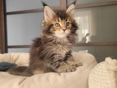 Diva - Maine Coon - Gallery Photo #1