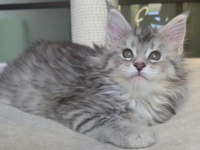 Dragon - Maine Coon - Gallery Photo #1