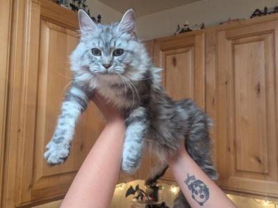 Kimchi - Maine Coon - Gallery Photo #1