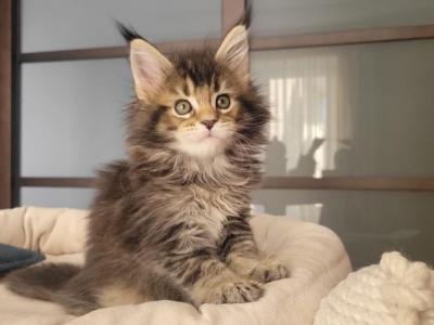 Diva - Maine Coon - Gallery Photo #1