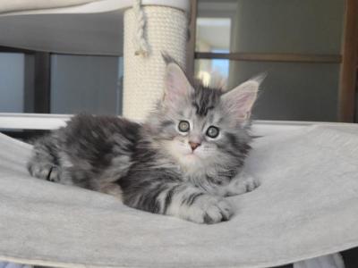 Candy - Maine Coon - Gallery Photo #1