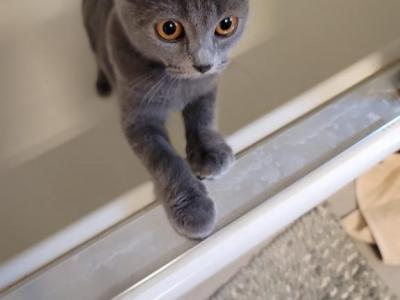 Lucy - Scottish Fold - Gallery Photo #1