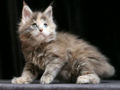 Olga - Maine Coon - Gallery Photo #1