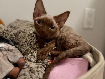 Samara - Devon Rex - Gallery Photo #1