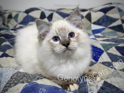 Albus - Ragdoll - Gallery Photo #1