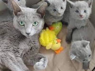 Russian Blue Litter 2 - Russian Blue - Gallery Photo #1