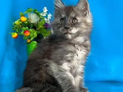 Berta - Maine Coon - Gallery Photo #1