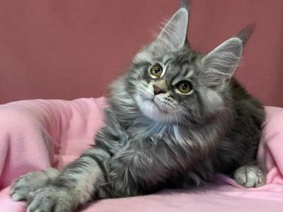 Xuxu - Maine Coon - Gallery Photo #1