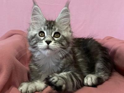 Xanti - Maine Coon - Gallery Photo #1