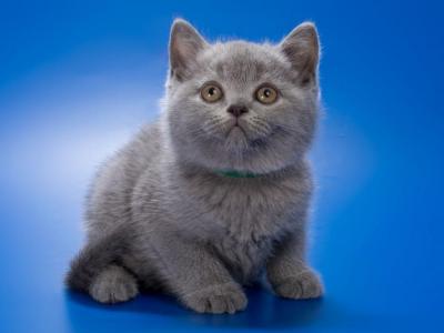 Yaromir - British Shorthair - Gallery Photo #1