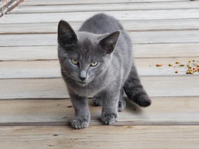 Gracy - Russian Blue - Gallery Photo #1