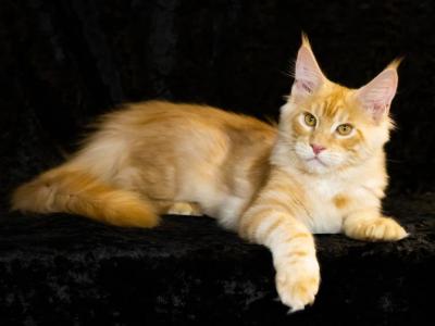 Boy Kelvin - Maine Coon - Gallery Photo #1