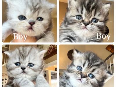 Penelopes Kittens New Pictures - Persian - Gallery Photo #1