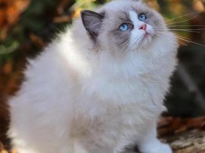 Bruno - Ragdoll - Gallery Photo #1