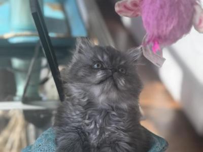 Smoky - Persian - Gallery Photo #1