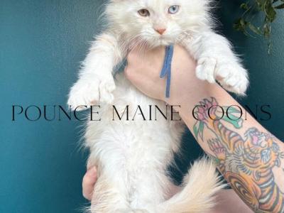 Harvest Moon Litter - Maine Coon - Gallery Photo #1