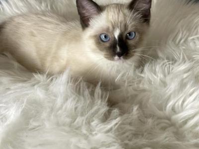 Ragamese Kittens - Siamese - Gallery Photo #1