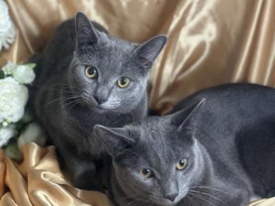 Russian Blue Male And Female - Russian Blue - Gallery Photo #1