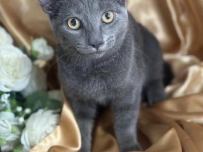 RB Male And Female - Russian Blue - Gallery Photo #1