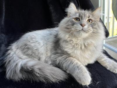 Boy Blue Tabby 4 Months - Siberian - Gallery Photo #1