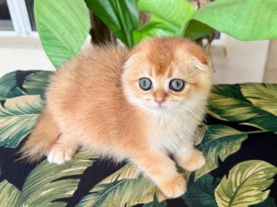 Scottish Fold  Golden Female - Scottish Fold - Gallery Photo #1