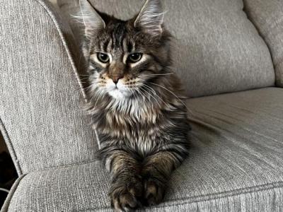 Darlin - Maine Coon - Gallery Photo #1