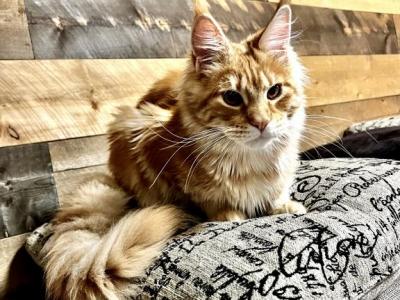 Darcy - Maine Coon - Gallery Photo #1