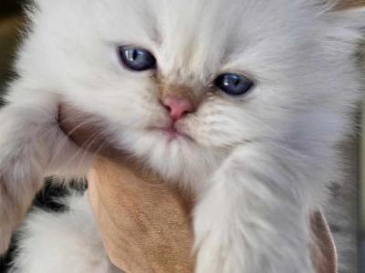 Persian Kittens - Persian - Gallery Photo #1