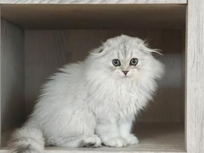 Panda - Scottish Fold - Gallery Photo #1