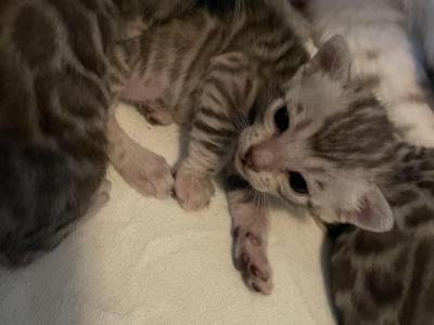 Silver Bengal Kittens - Bengal - Gallery Photo #1