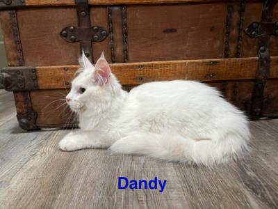 Dandy - Maine Coon - Gallery Photo #1