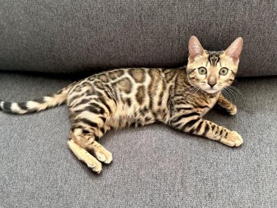 Sahara - Bengal - Gallery Photo #1