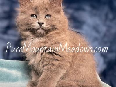 Beautiful Blue Ragdolls - Ragdoll - Gallery Photo #1