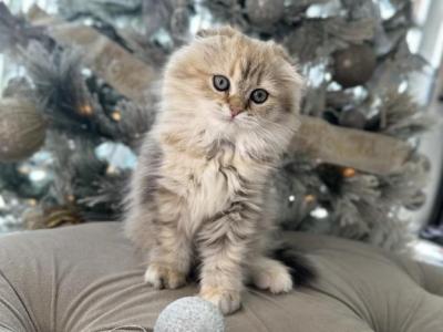 Scottish Fold Girl - Scottish Fold - Gallery Photo #1